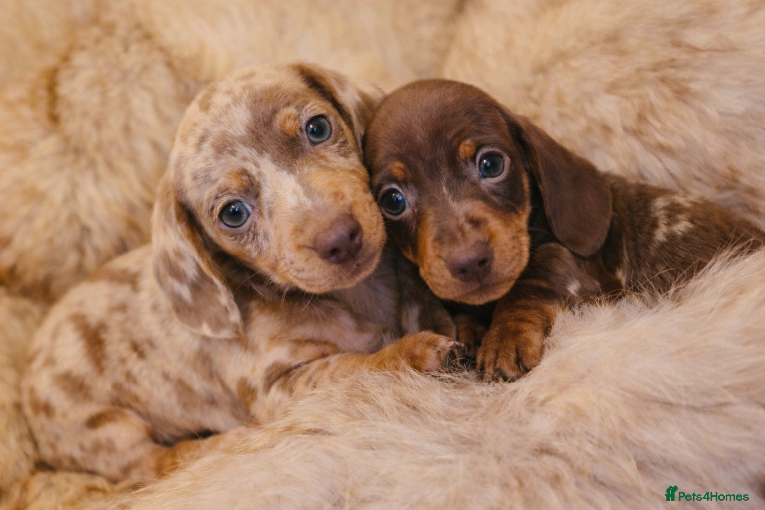 Miniature Dachshund dogs KC Miniature Dachshunds 2 handsome boys left!! - Advert 10