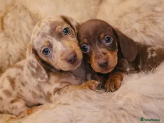 Miniature Dachshund dogs KC Miniature Dachshunds 2 handsome boys left!! - Advert 10