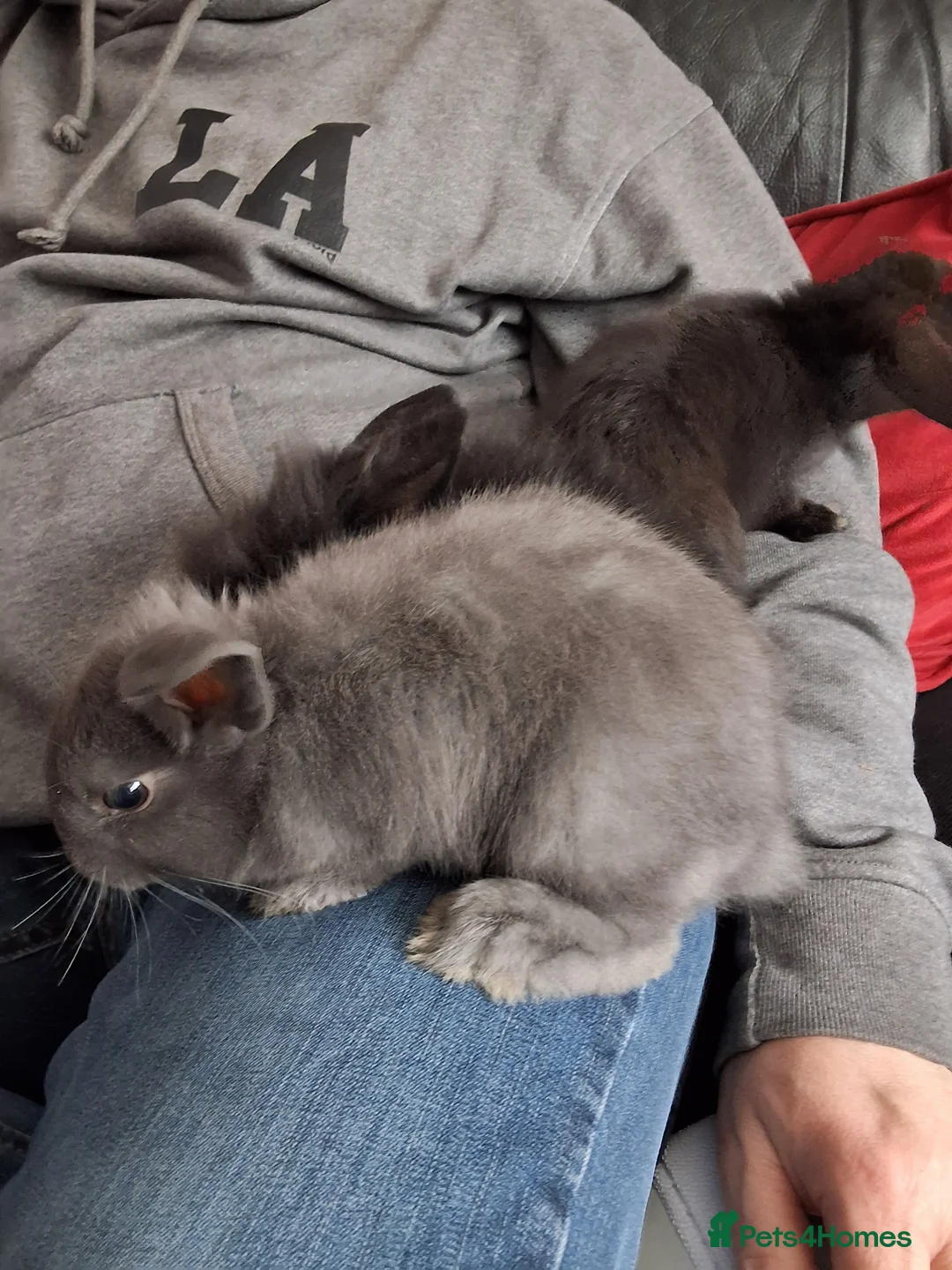 Lionhead rabbits for sale: 6 bunnies in Tipton - Advert 2