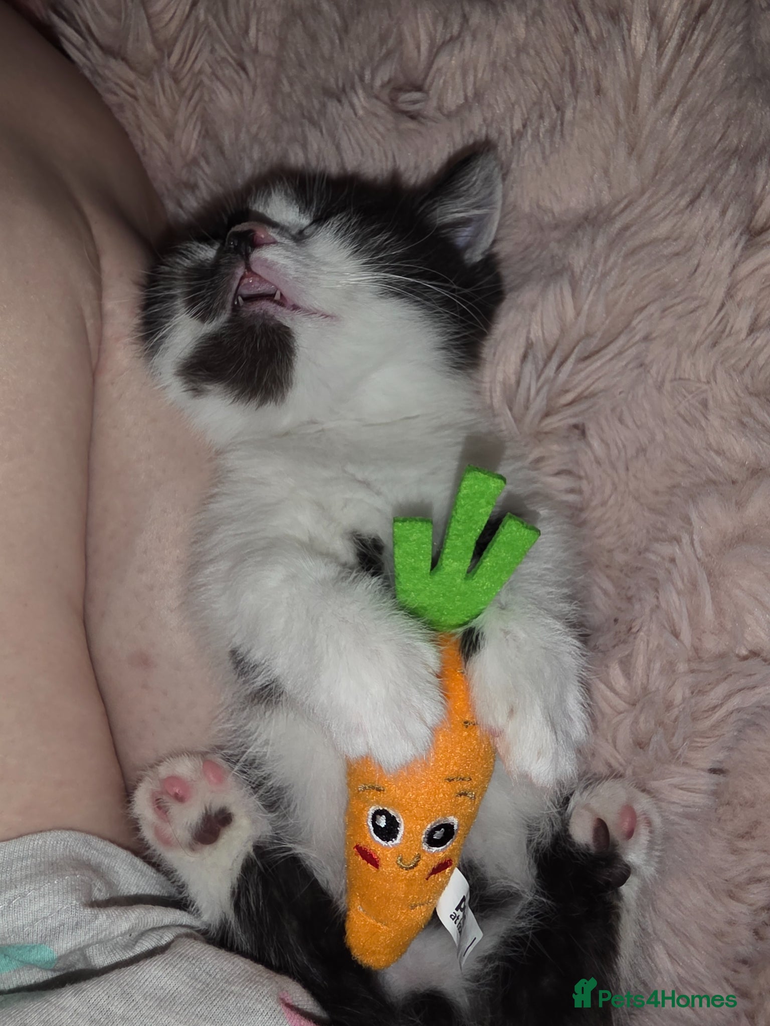 Munchkin cats Munchkin kittens - Advert 3