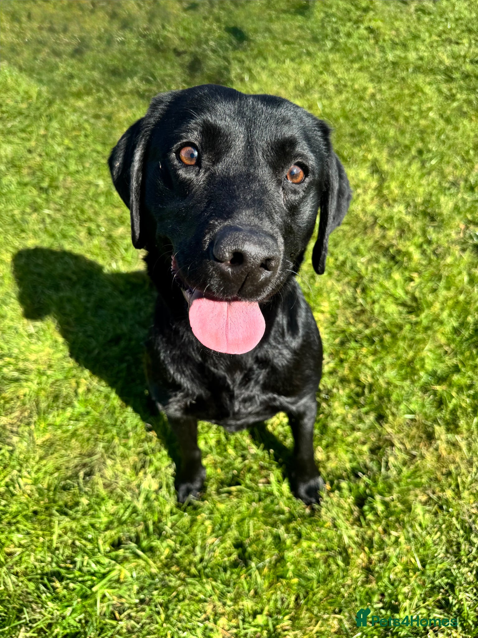 Labrador Retriever dogs KC Labrador - Traditional working  - Advert 4