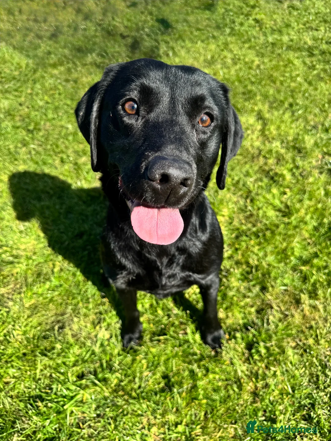 Labrador Retriever dogs for sale: KC Labrador - Traditional working  - Advert 1