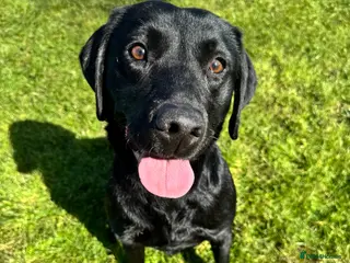 Labrador Retriever dogs KC Labrador - Traditional working - Advert 4