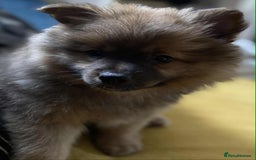 German Spitz dogs for sale: German spitz - Image 10
