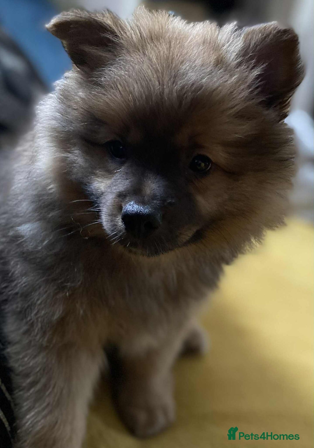 German Spitz dogs for sale: German spitz - Image 10