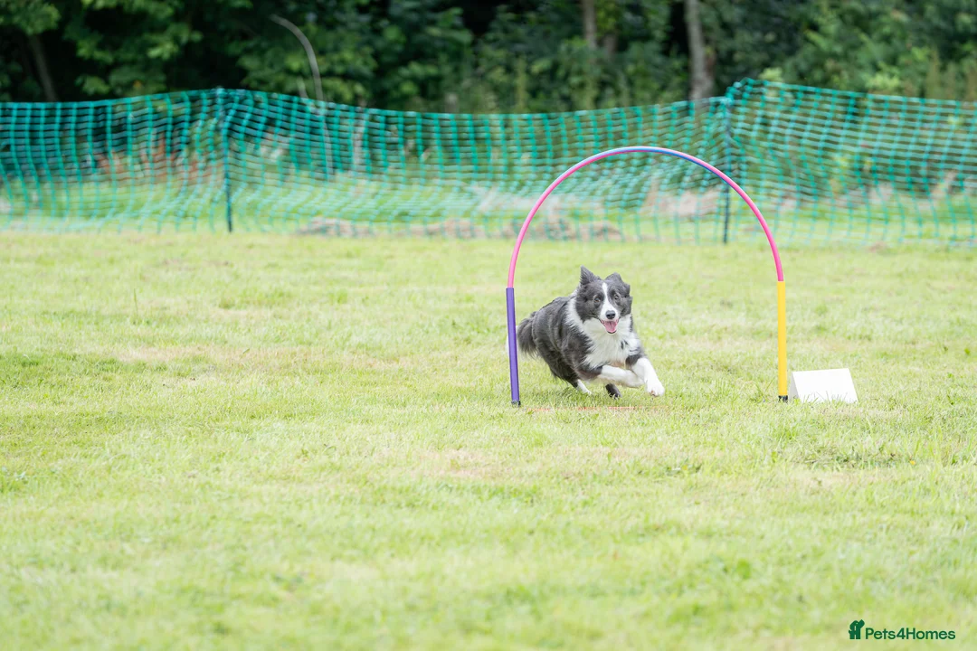 Border Collie dogs for sale: KC reg waitinglist LF active sports homes - Advert 4
