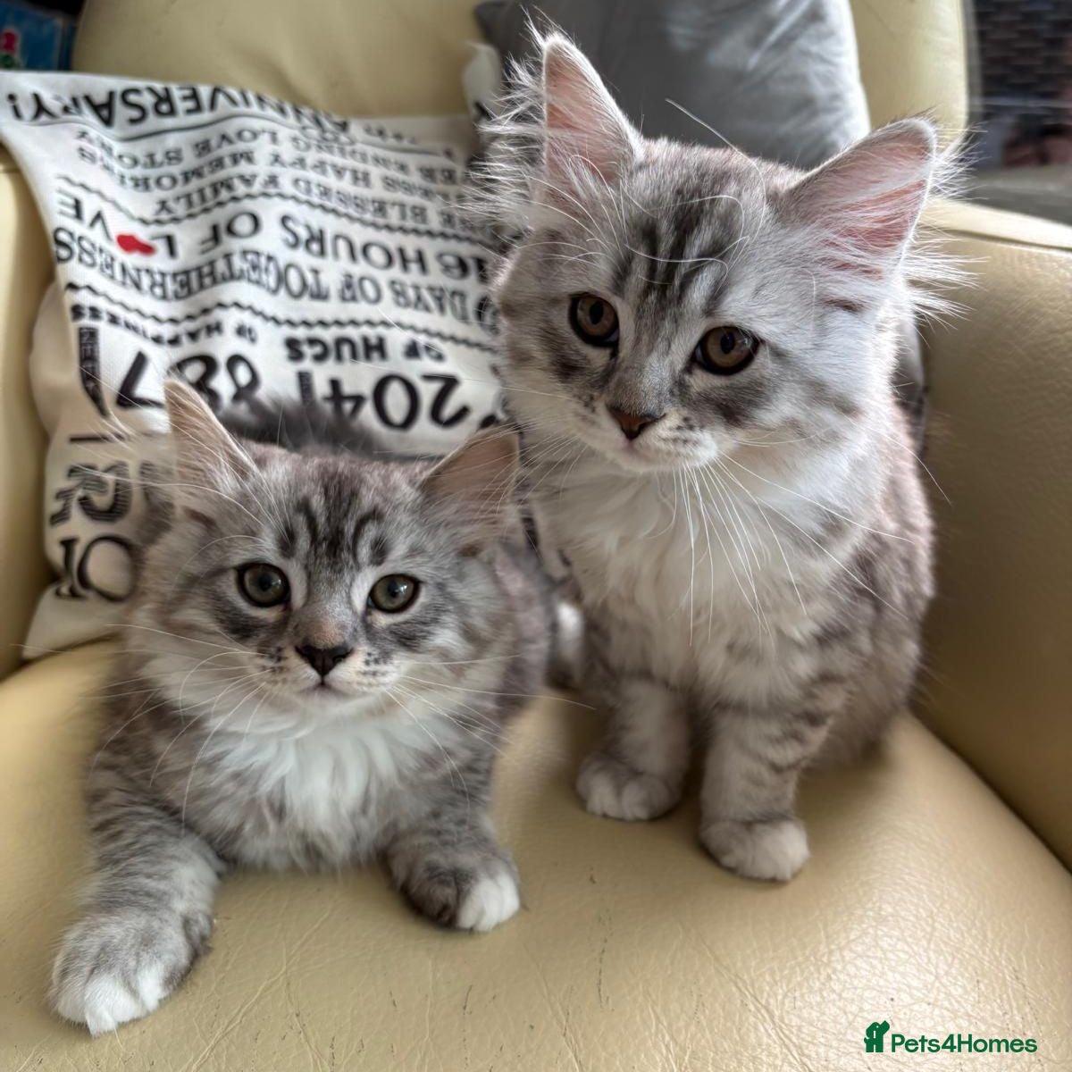 Mixed Breed cats Only 2 Left | Rare Silver Smoke British x Persian - Advert 2