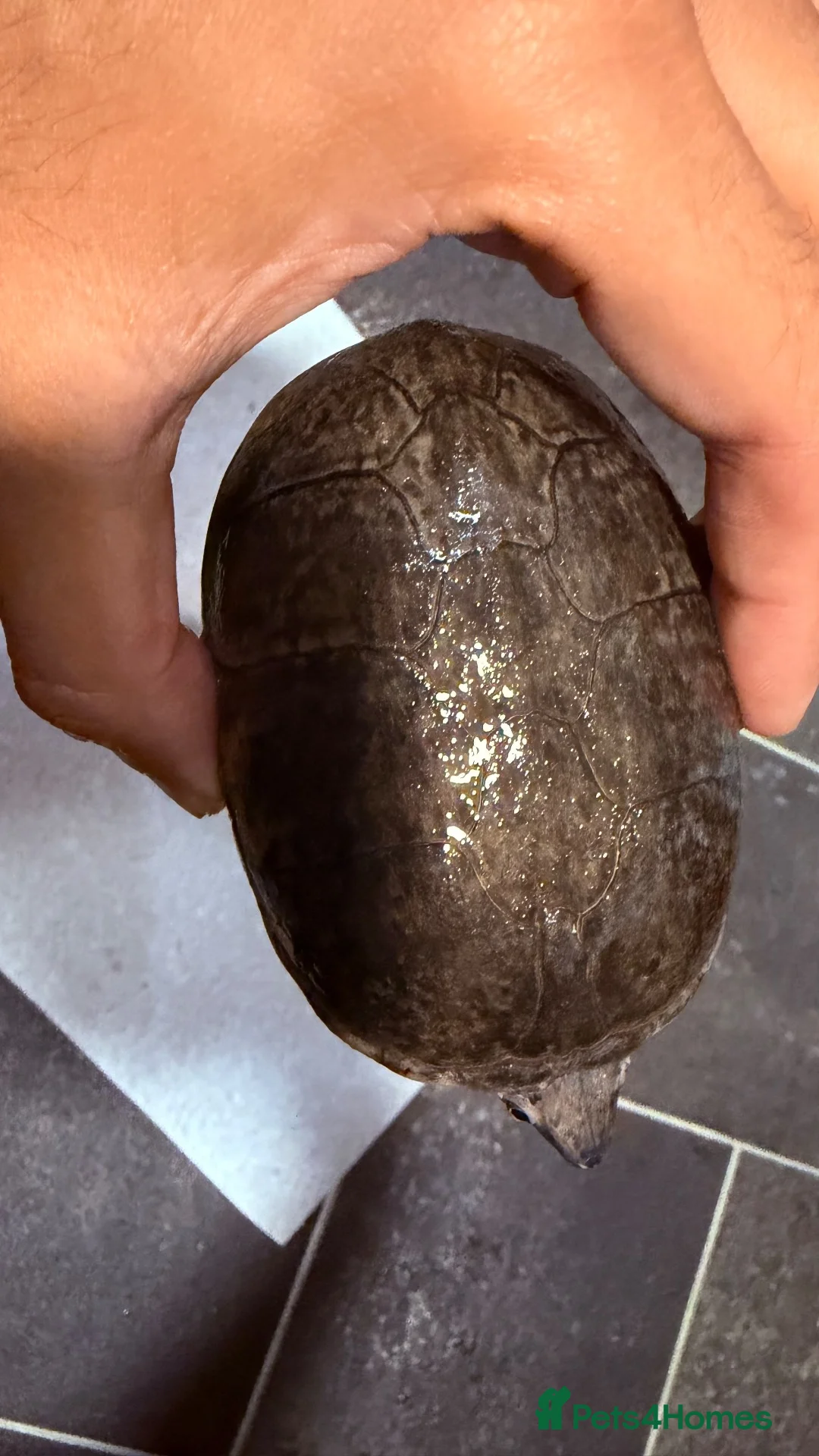 Turtle reptiles for sale: 2 male Turtles in Guildford - Advert 13