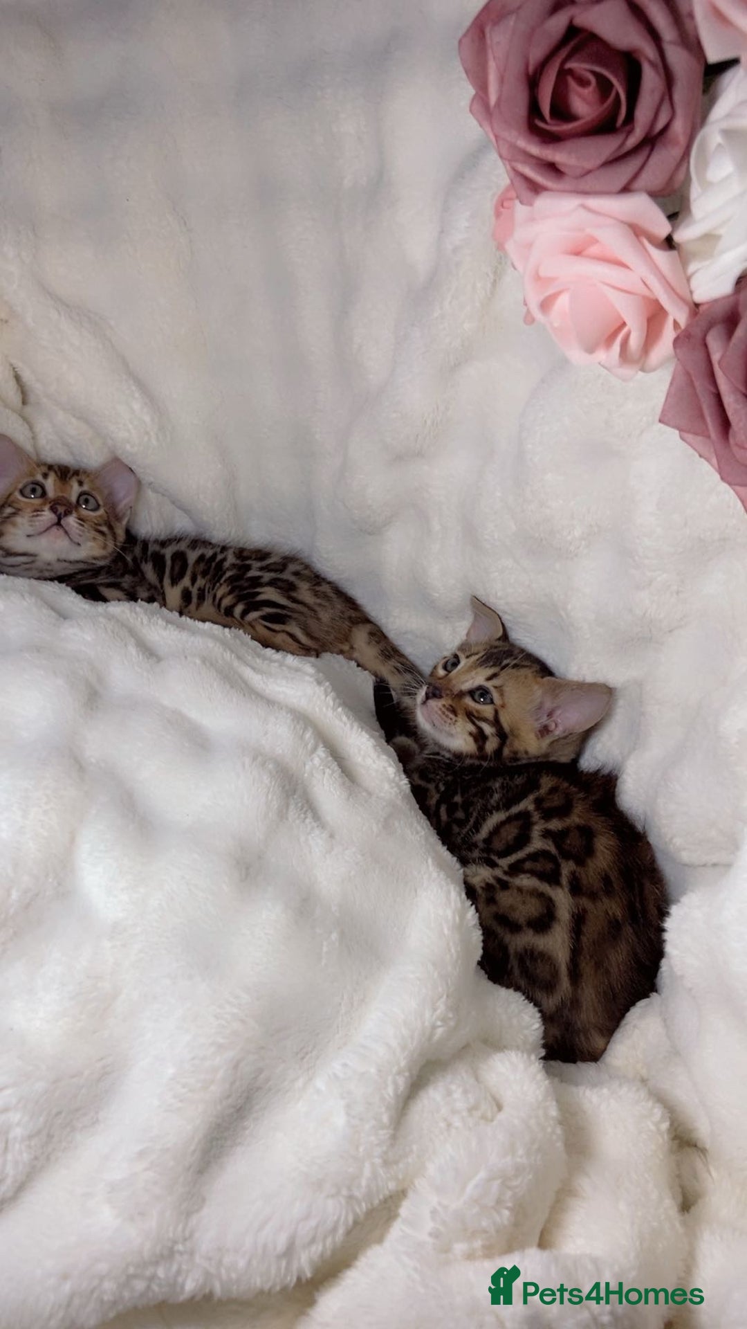 Bengal cats for sale: 2 Female Rosette Bengals (Available Now 8 Weeks) - Advert 3