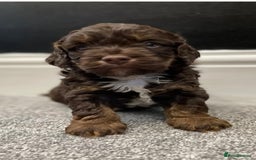 Cockapoo dogs for sale: Cockerpoos  - Image 1