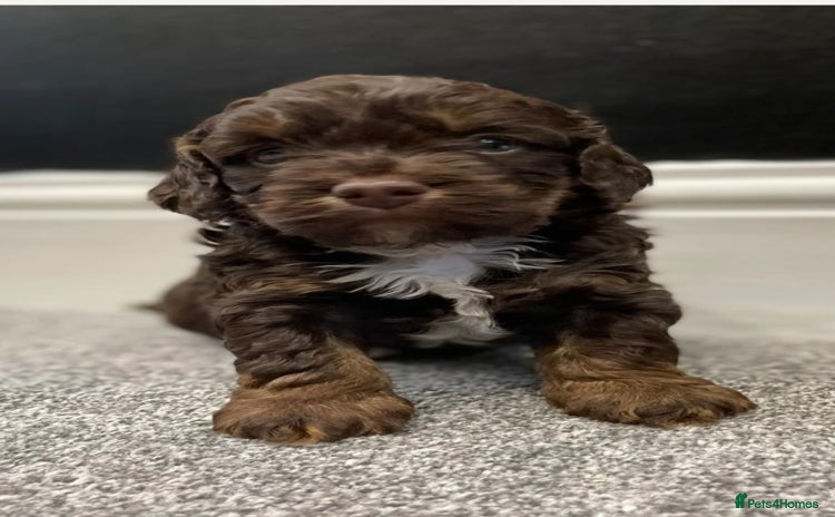Cockapoo dogs - Advert 2