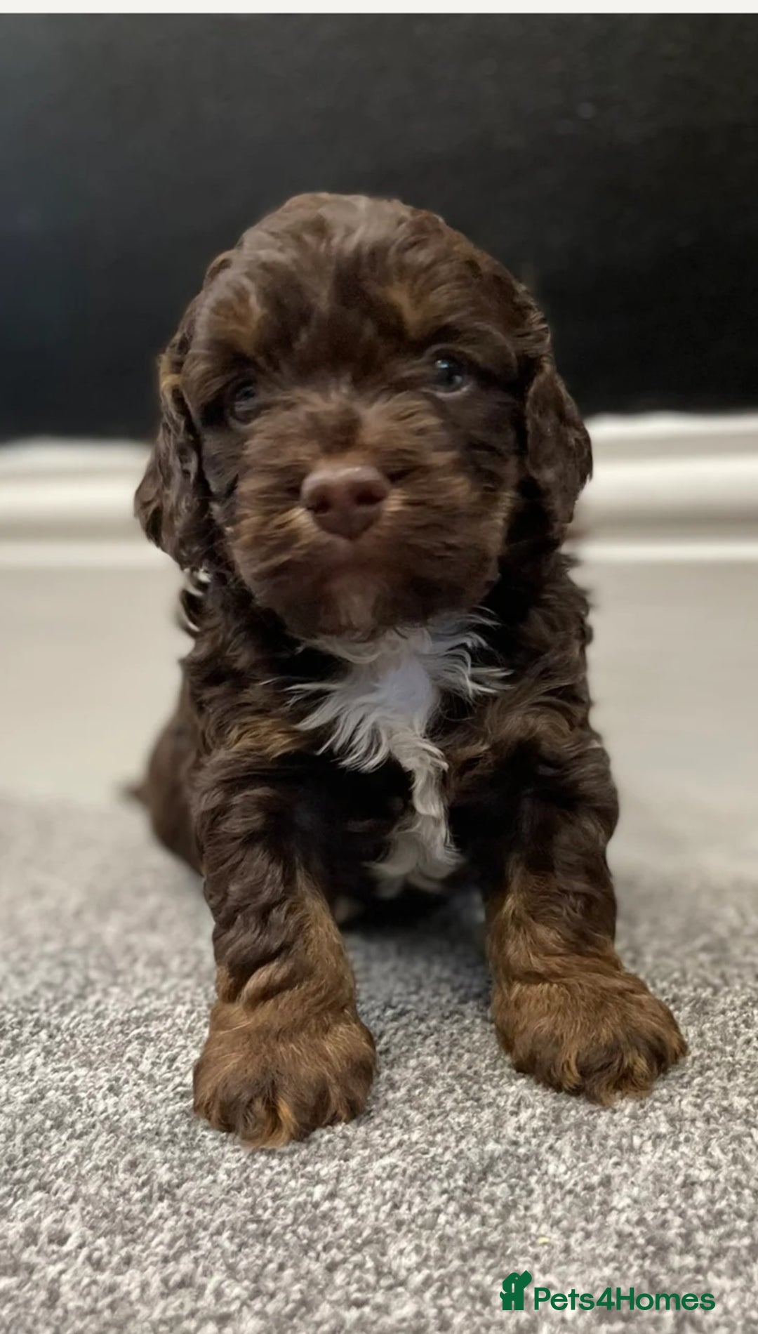 Cockapoo dogs for sale: Cockerpoos  - Image 1