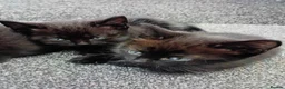 Mixed Breed cats for sale: Kittens 4 sale - Advert 5