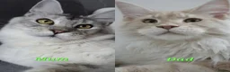 Maine Coon cats for sale: 🏅TICA🏅pure maine coon kittens - Advert 27