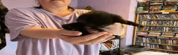 Mixed Breed cats for sale: 3 adorable domestic kittens - Advert 22