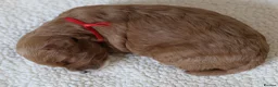 Cavapoo dogs for sale: 5*Licensed+DNAtested+Vetchecked+Red+Apricot+Cream - Advert 17