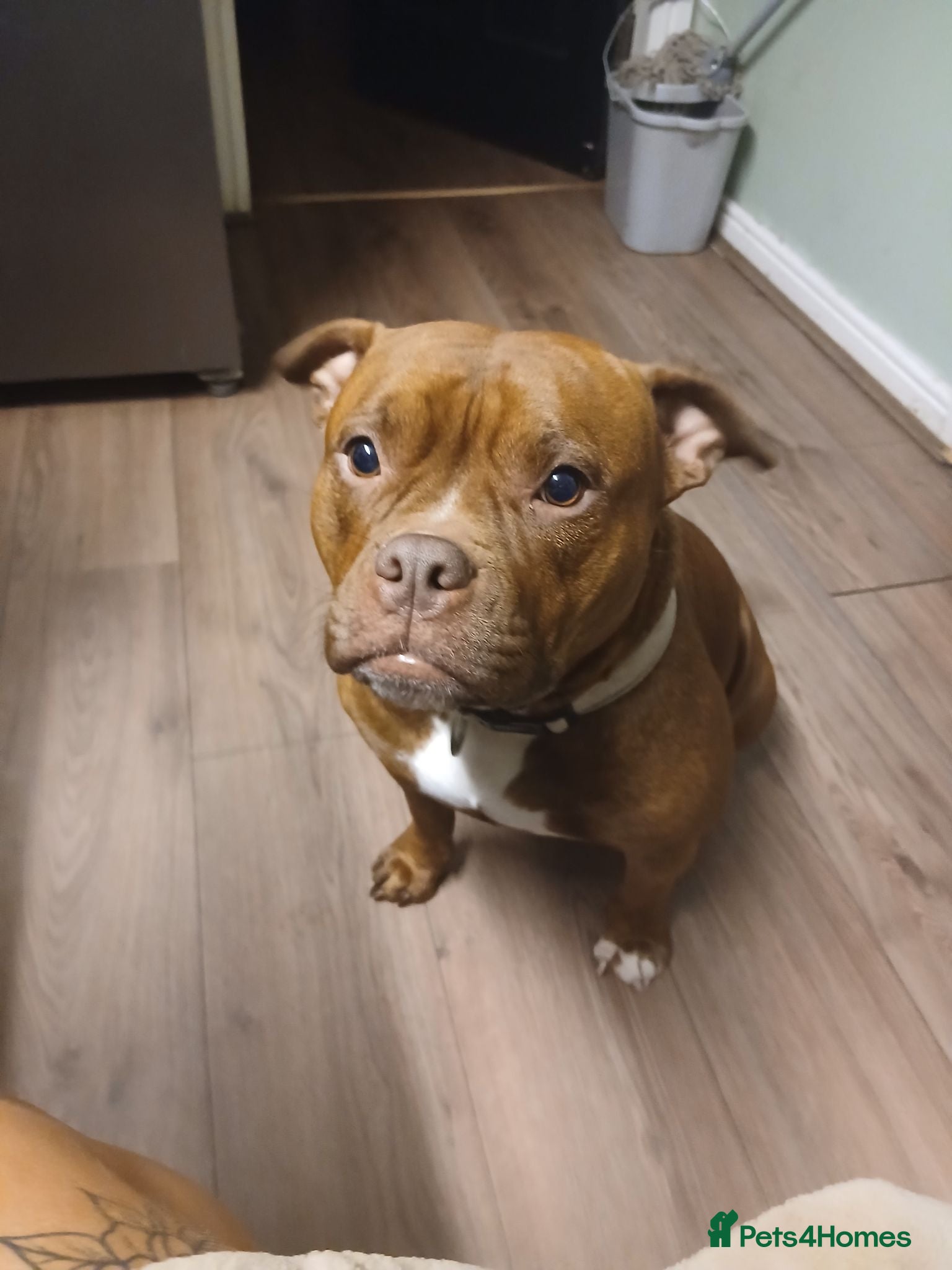 Mixed Breed dogs Pocket bully x springer staff - Advert 3