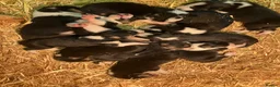 Border Collie dogs for sale:  10 Beautiful tri colour border collie puppies in Exeter - Advert 21