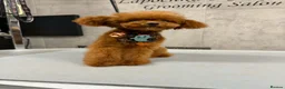 Toy Poodle dogs for sale: 🧸READY NOW Asian Poodle Girl🧸 - Advert 8