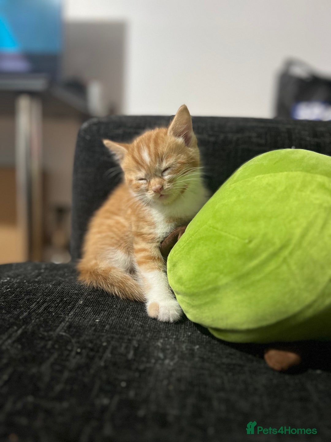 Domestic Shorthair cats for sale: Beautiful Kittens Looking New home - Advert 5