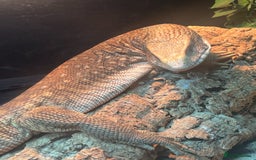 Monitor reptiles for sale: Bosc monitor/ savannah monitor  - Image 1