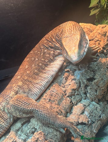 Monitor reptiles - Advert 2