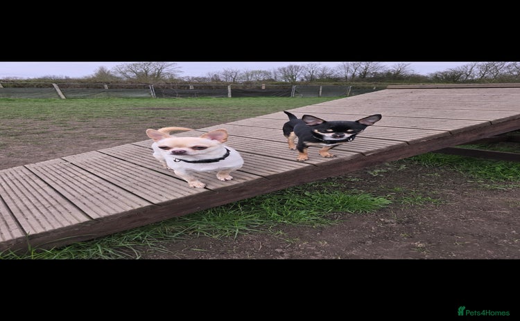 Chihuahua dogs - Advert 2