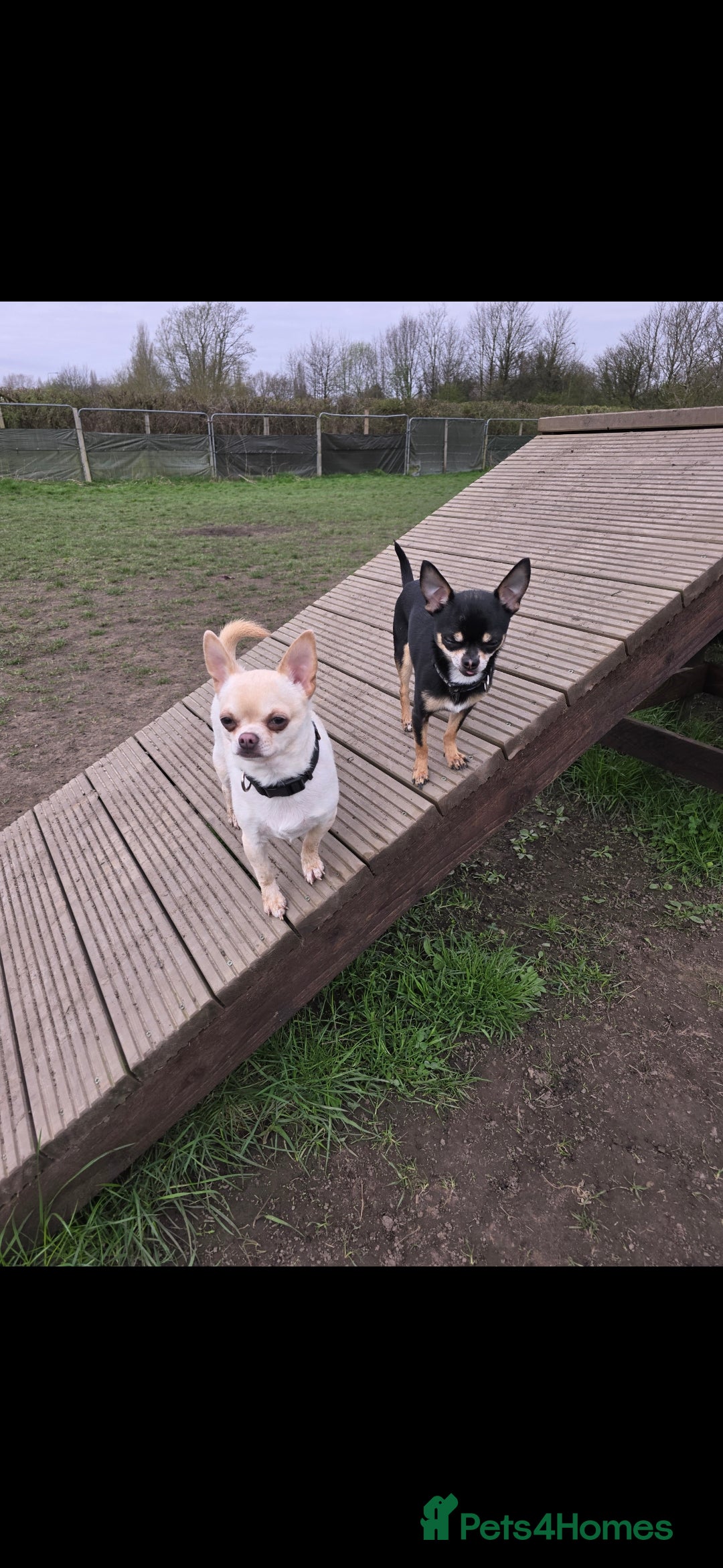 Chihuahua dogs for sale: 2 male chuhuias  - Image 1