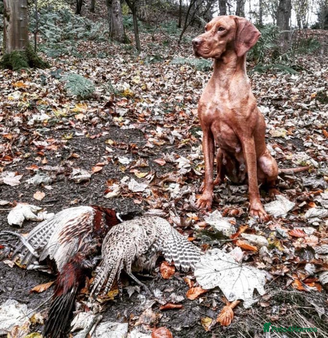 Hungarian Vizsla dogs for stud: *Gamekeeper Bred* Smooth Hungarian Vizsla at Stud in Chester-le-Street - Advert 5