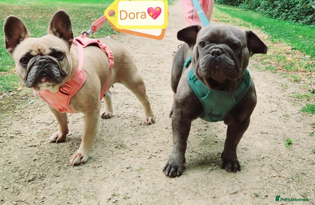 French Bulldog dogs for adoption: 💖DORA-Betrayed Many Times, But Still Loving💖 - Advert 4