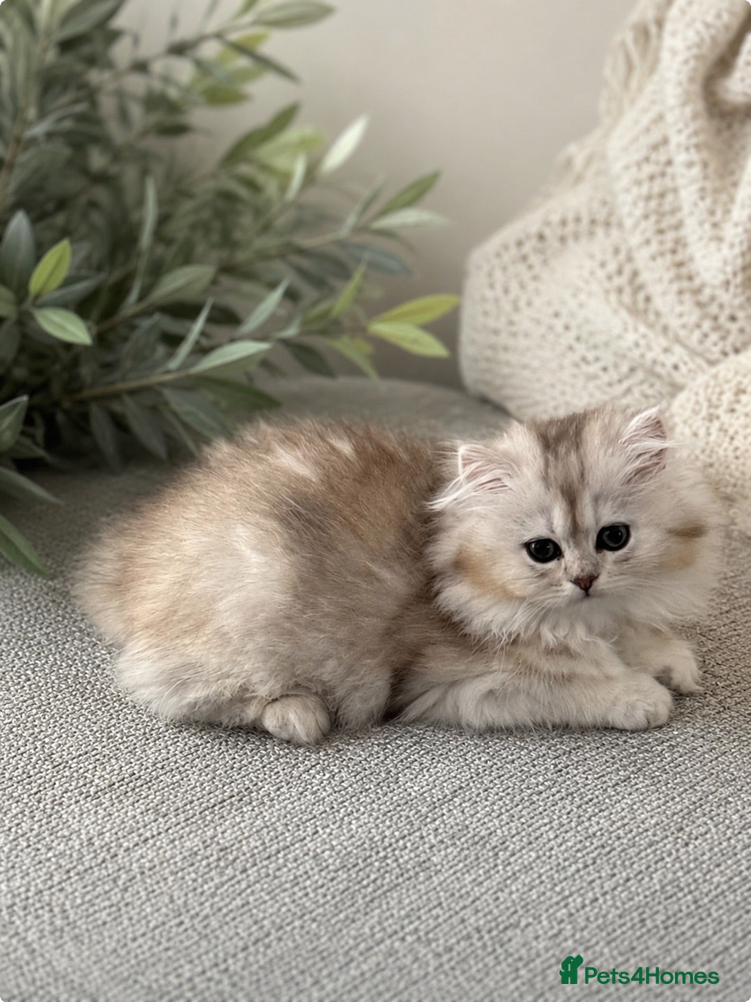 Scottish Fold cats Scottish pedigree golden kittens - Advert 2