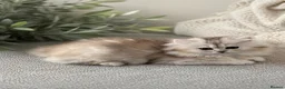 Scottish Fold cats for sale: Scottish pedigree golden kittens  ready to move - Advert 2