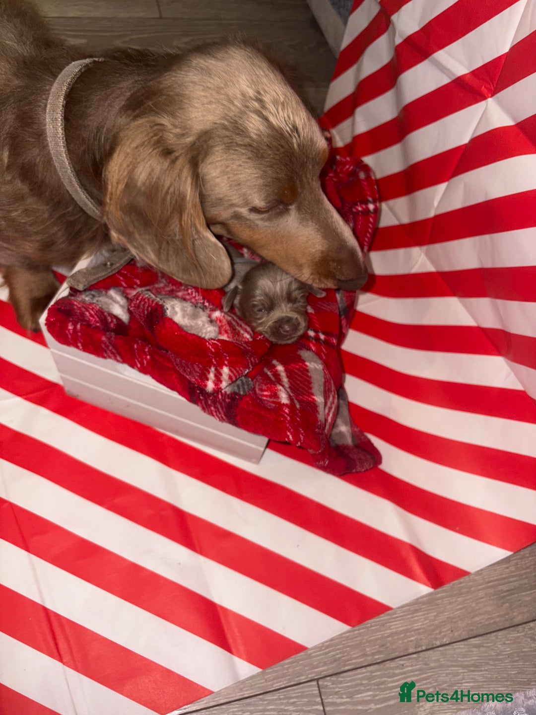 Chiweenie dogs for sale: Cheweenie - Image 33