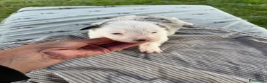 Border Collie 2