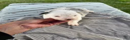 Border Collie dogs for sale: Lovely Blue Merle Border Collie Puppies - Advert 3