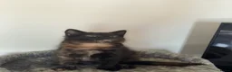Mixed Breed cats for sale: Loving Mother Cat & Beautiful Kittens for sale  - Advert 3
