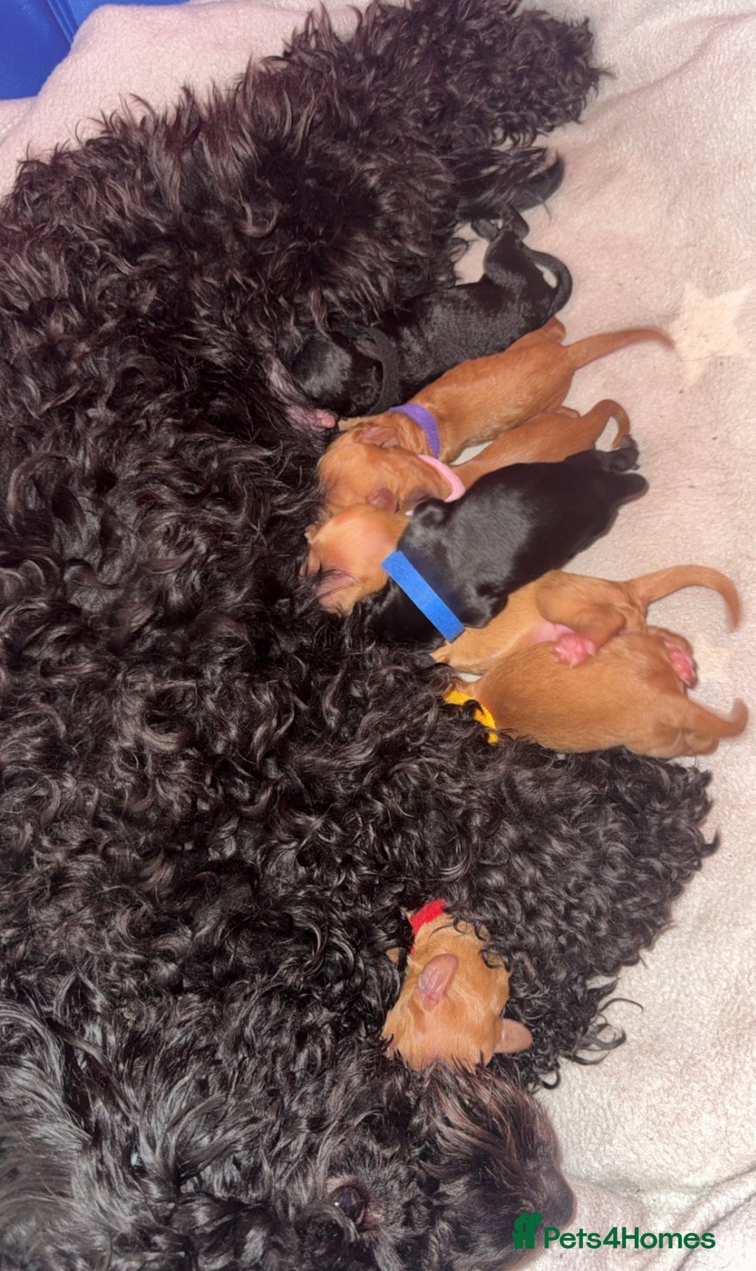 Cockapoo dogs for sale: Stunning F2 cockapoo pups  - Advert 12
