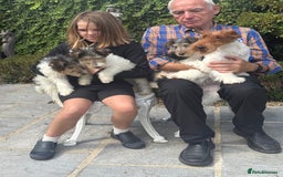 Fox Terrier dogs for sale: Wire Fox Terrier Puppies - Image 13