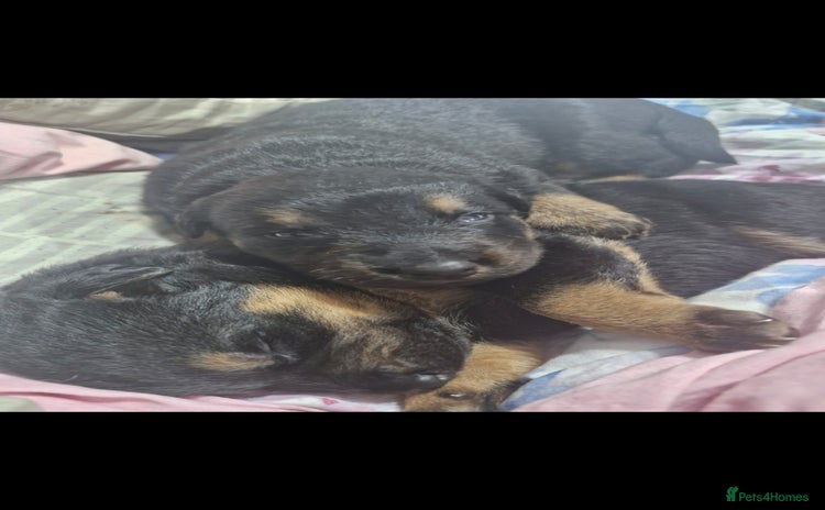 Mixed Breed dogs - Advert 4