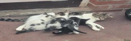 Mixed Breed cats for sale: Re-home my furry grand babies   - Advert 4
