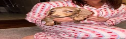 Miniature Dachshund dogs for sale: Miniature dachshund puppies  in Bilston - Advert 4