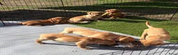 Labrador Retriever dogs for sale: Litter of yellow/fox red Labrador pups available in Norwich - Advert 6