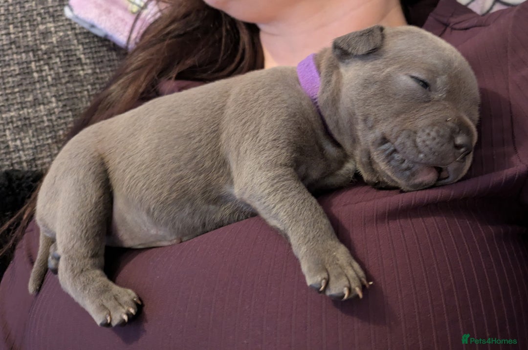 Staffordshire Bull Terrier dogs for sale: KC blue staffordshire bull terrier - Advert 4