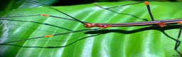 Stick Insects invertebrates for sale: 8x Nymphs of Oreophoetes peruana, L2-4 - Advert 1