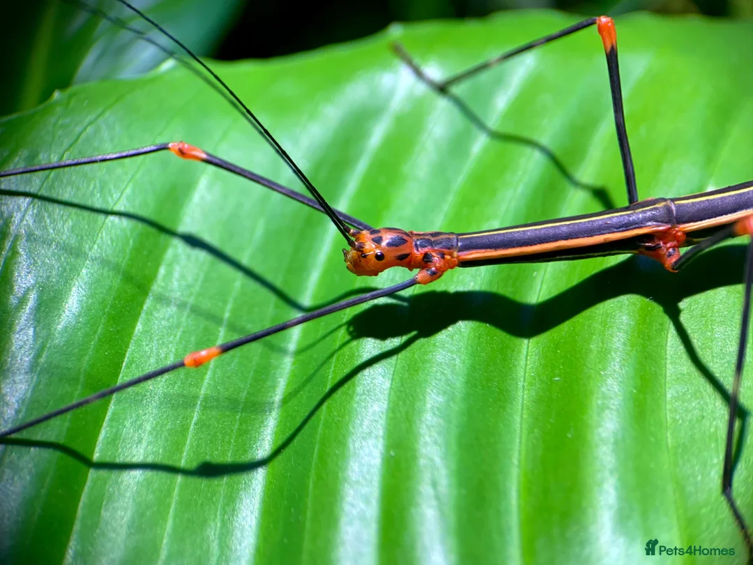 Stick Insects invertebrates for sale: 8x Nymphs of Oreophoetes peruana, L2-4 - Advert 1