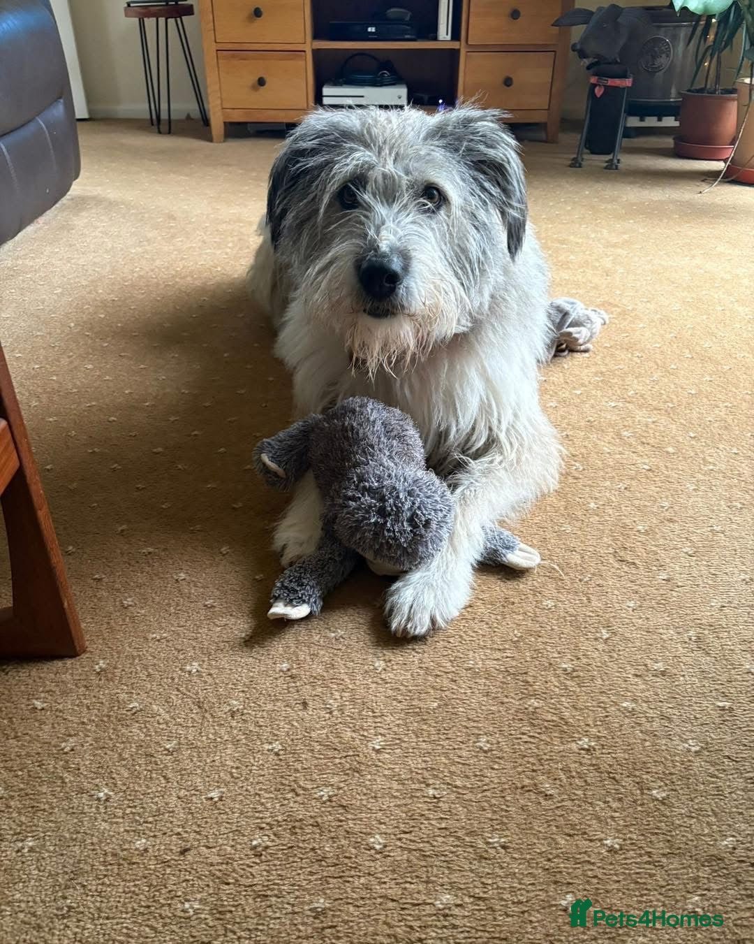 Mixed Breed dogs for adoption: 🧡 Amira - our sweet shepherd 🧡  - Advert 7