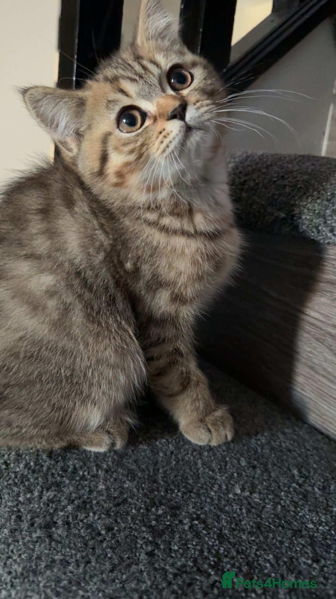 British Shorthair cats British short hair kittens ready to re home - Advert 13