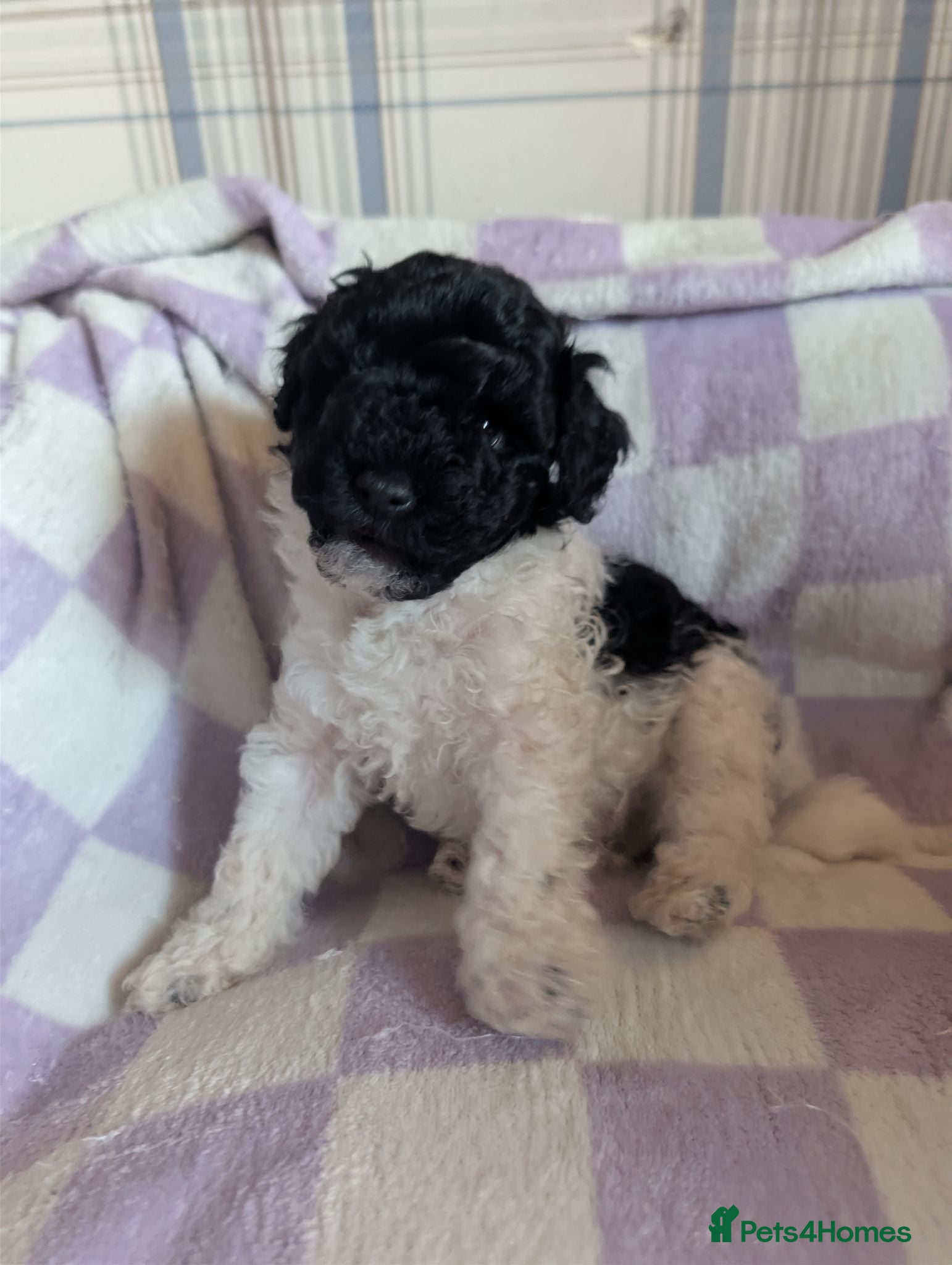 Miniature Poodle dogs Two beautiful boy miniature poodles - Advert 2