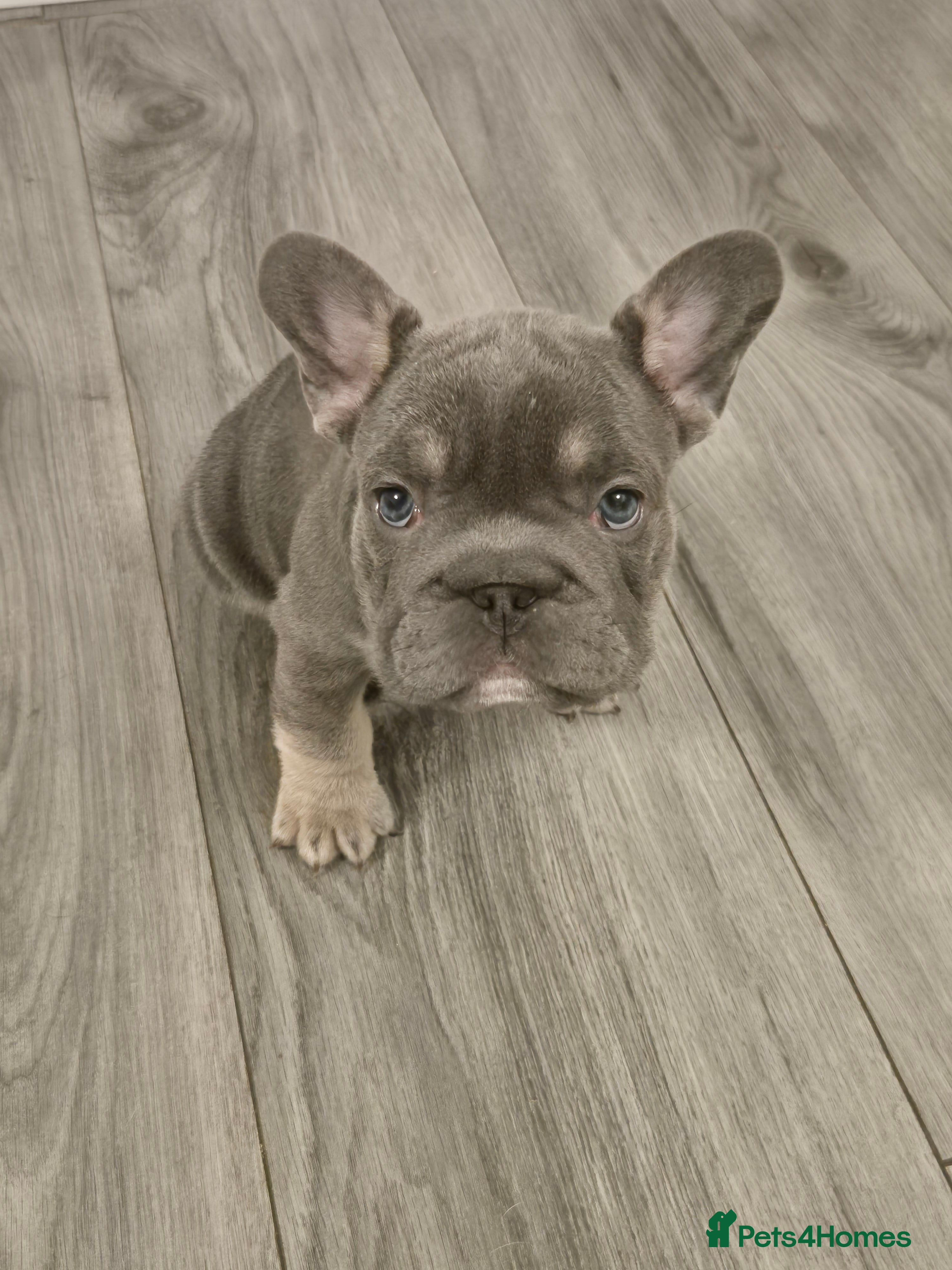 French Bulldog dogs  Beautiful French Bulldog Puppies from £1500 - Advert 2