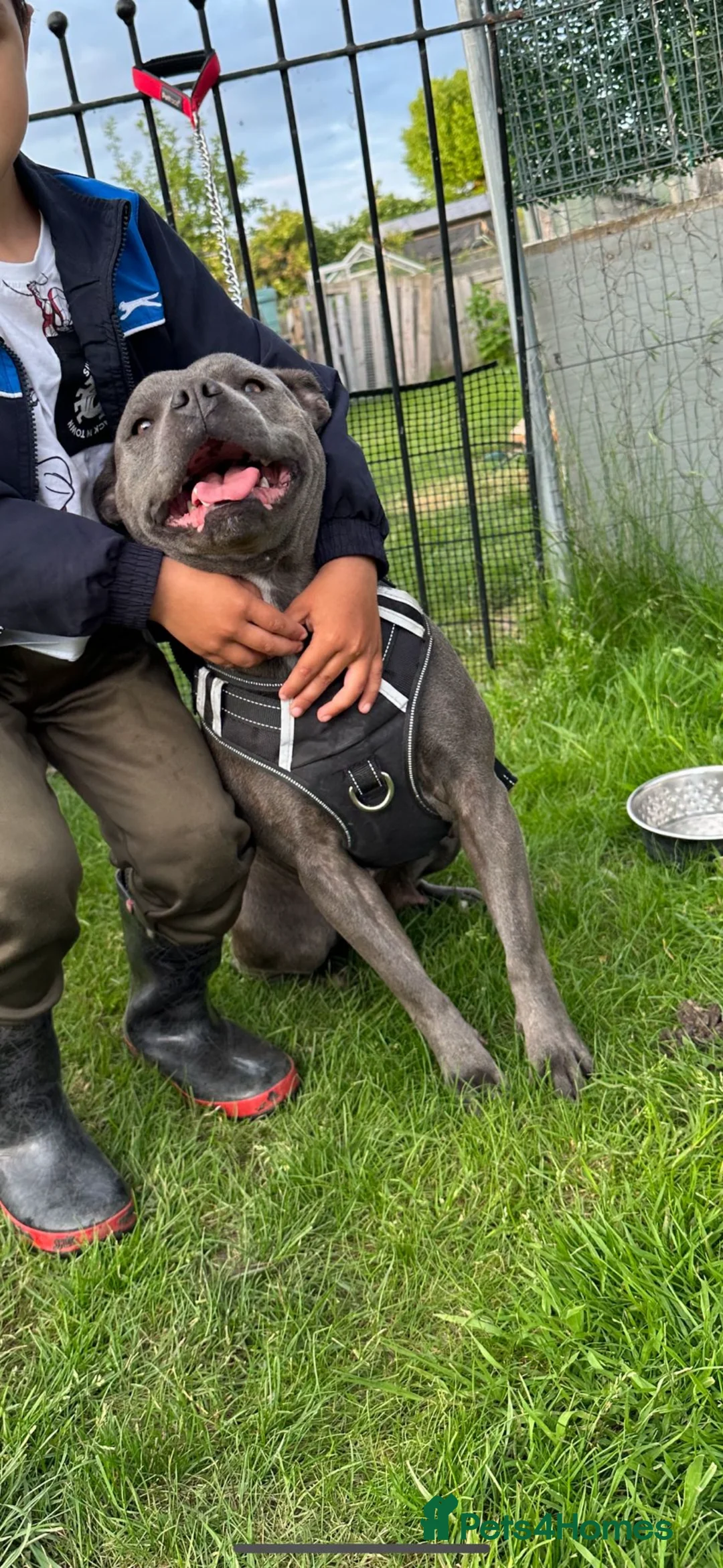 Staffordshire Bull Terrier dogs for sale: Staffordshire Bull Terry - Advert 2